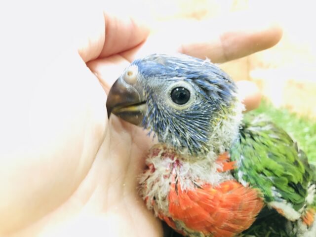 ゴシキセイガイインコ