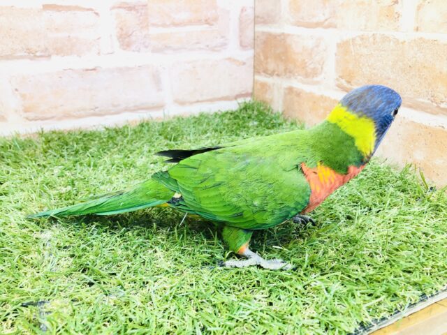 ゴシキセイガイインコ