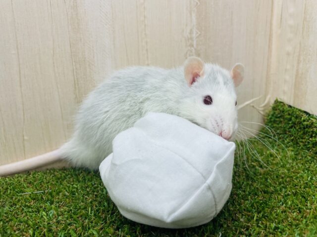 ファンシーラット