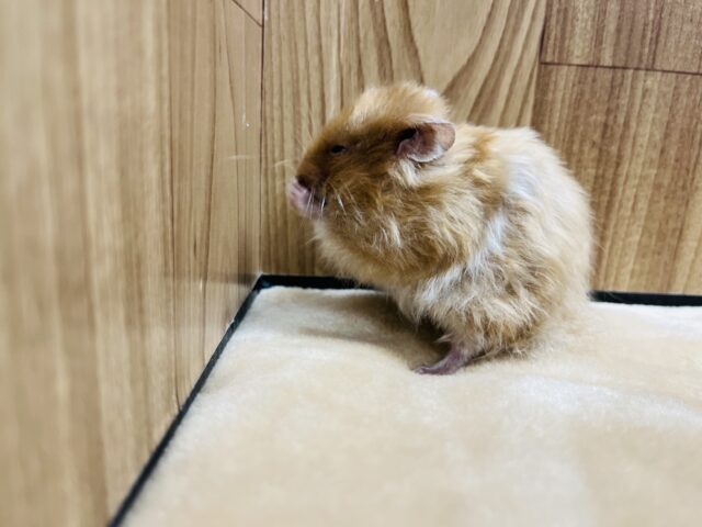 ゴールデンハムスター