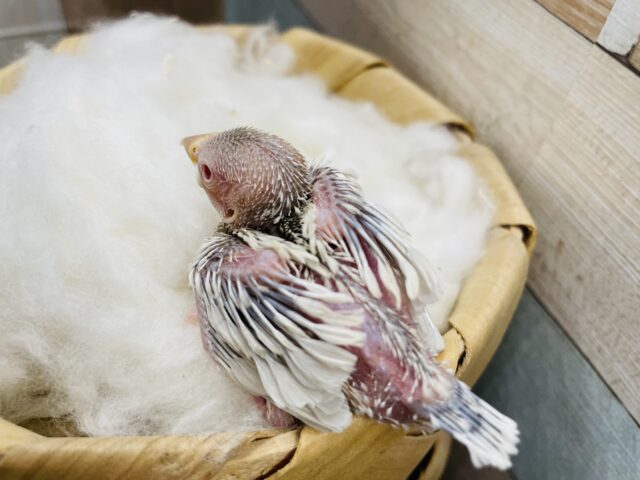 シルバーイノ文鳥