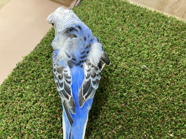 羽衣セキセイインコ