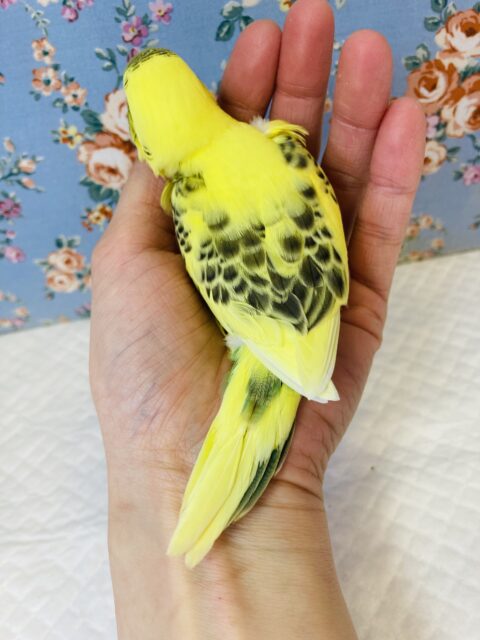 人気のハルクインさん再び❢ヒナちゃん入舎です❢🌻 セキセイインコ