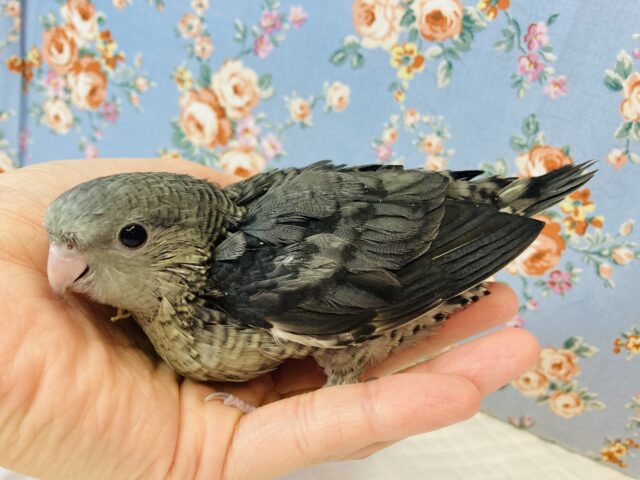 サザナミインコ