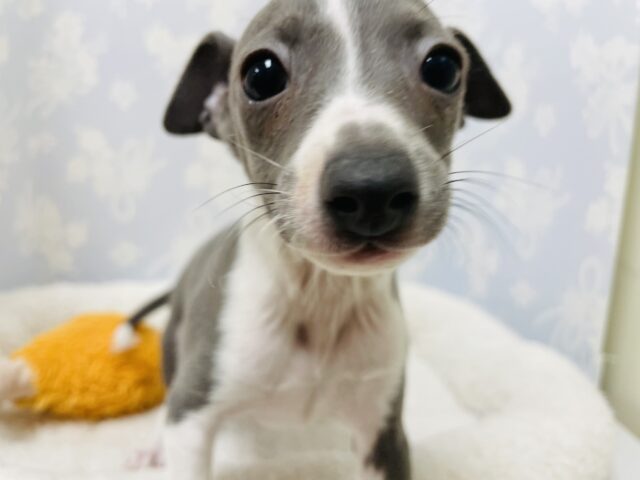 イタリアングレーハウンド