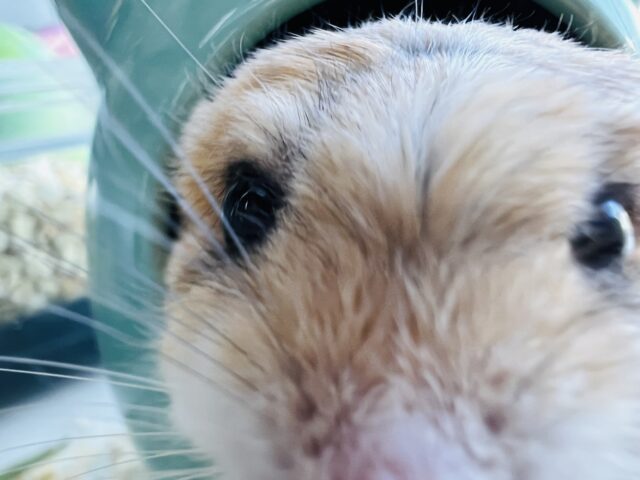 マカロニマウス（ファットテールジャービル、オブトアレチネズミ）