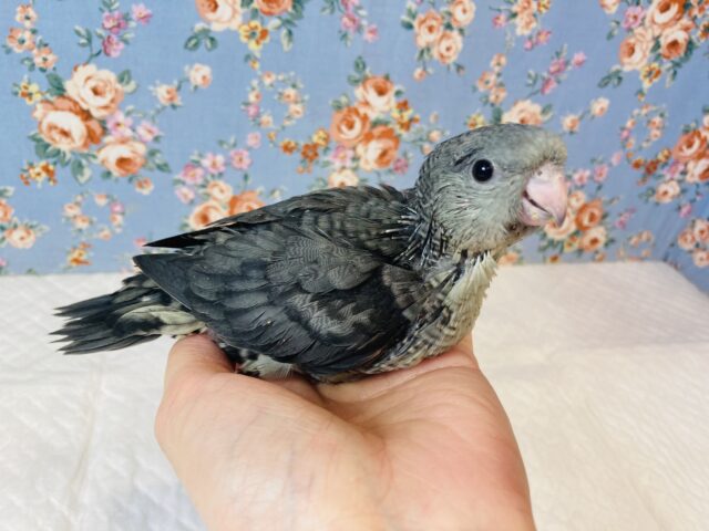 サザナミインコ