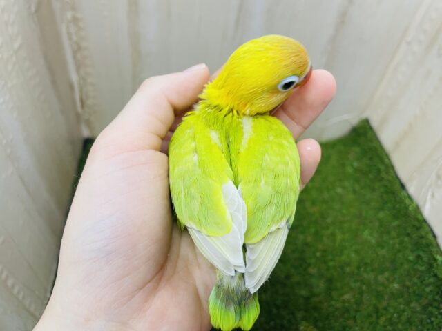 ヤマブキボタンインコ