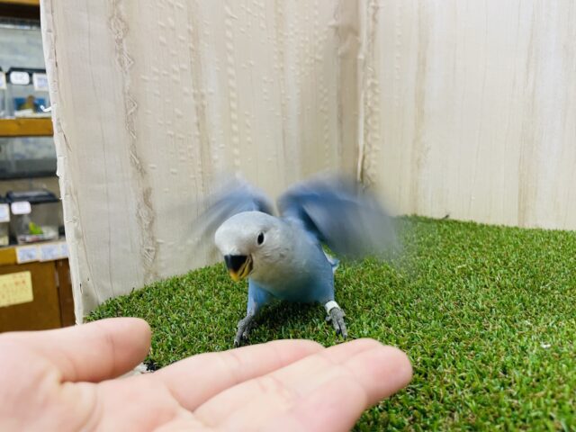 コザクラインコ（小桜インコ）