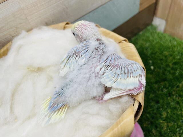 セキセイインコ