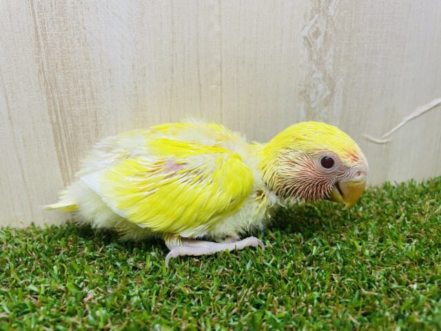 コザクラインコ（小桜インコ）