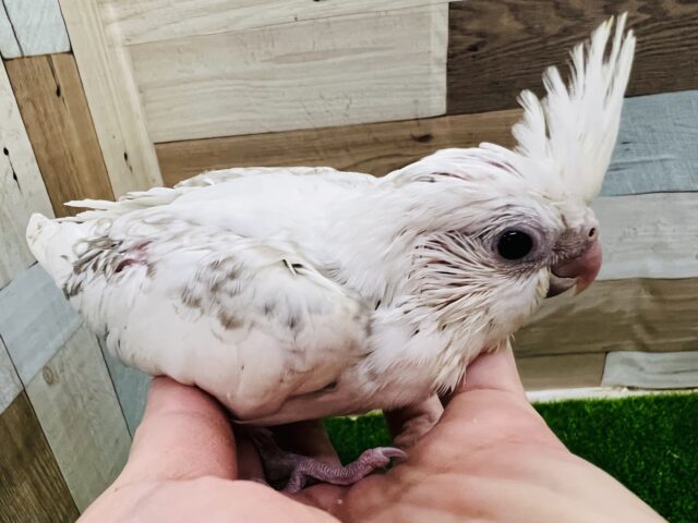 オカメインコ