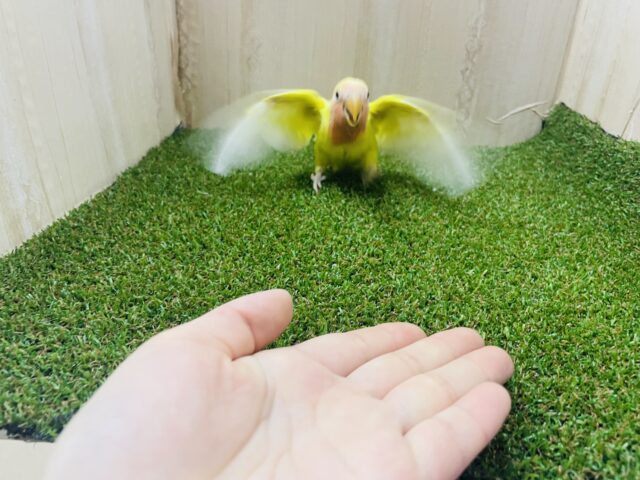 コザクラインコ（小桜インコ）