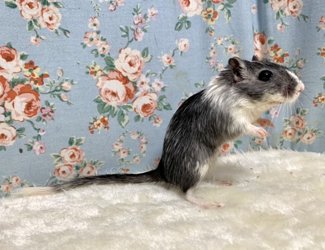 カラージャービル（スナネズミ）