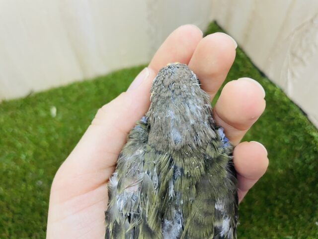 アキクサインコ（秋草インコ）