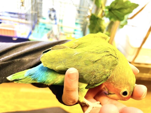 コザクラインコ（小桜インコ）
