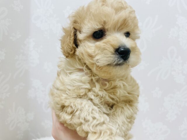 トイプードル