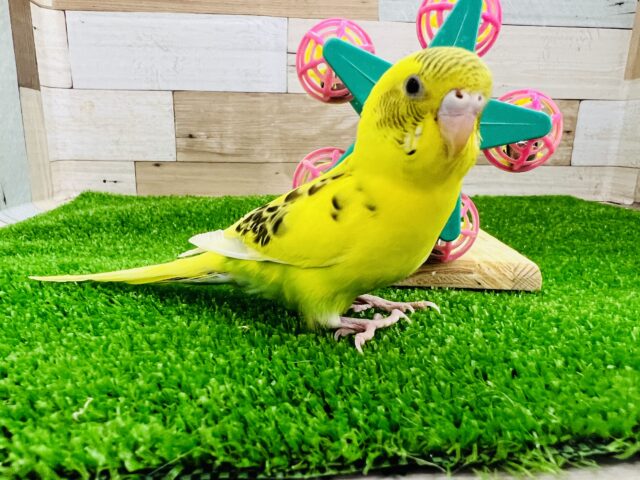 セキセイインコ