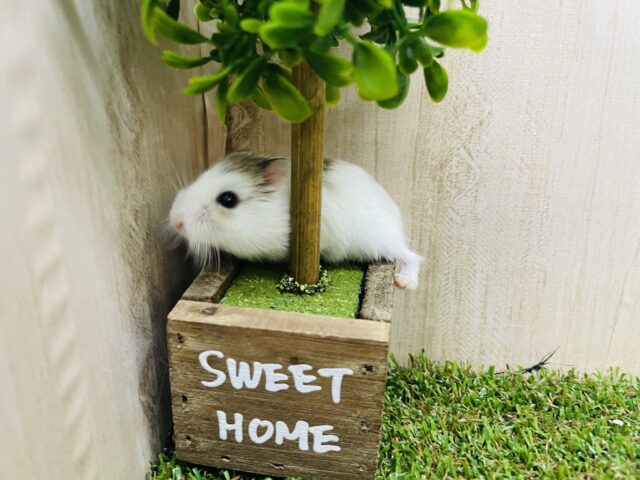 ロボロフスキーハムスター