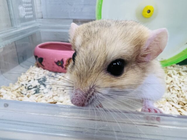 マカロニマウス（ファットテールジャービル、オブトアレチネズミ）