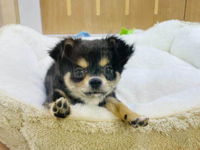 超ホヤホヤ最新画像✨わたち…すぐお腹出しちゃうの♡チワワちゃん! チワワ