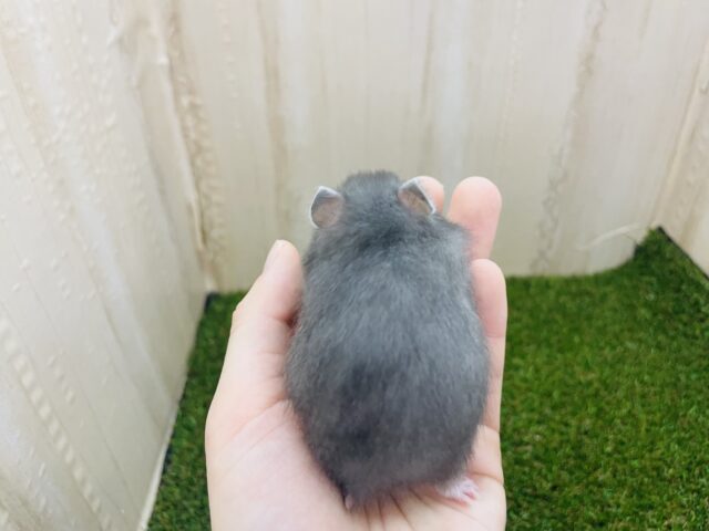 ゴールデンハムスター