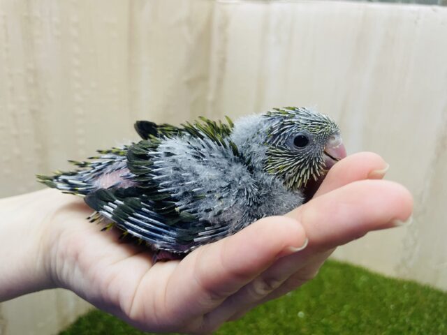 サザナミインコ