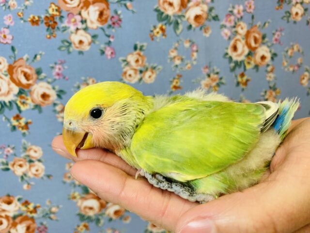コザクラインコ（小桜インコ）