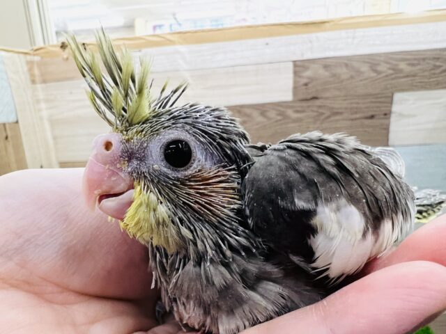 オカメインコ