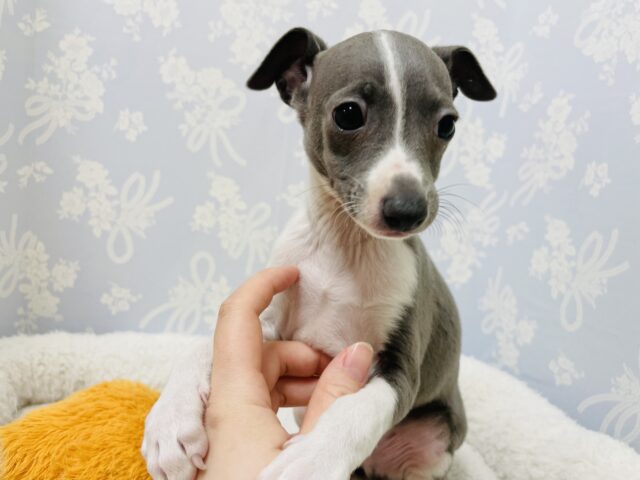 イタリアングレーハウンド