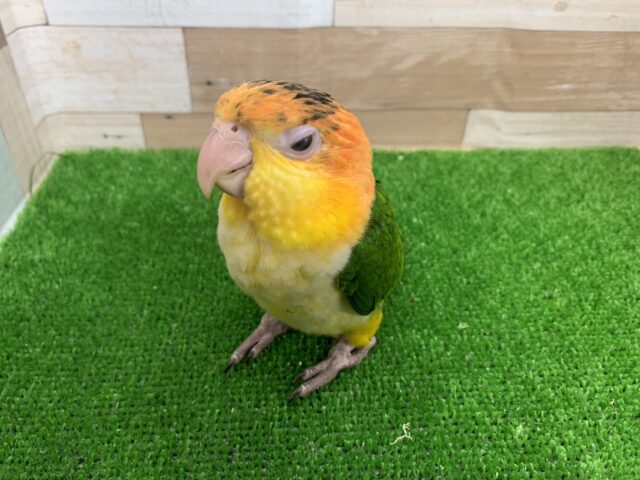 シロハラインコ