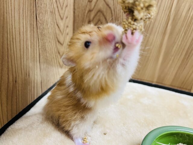 ゴールデンハムスター