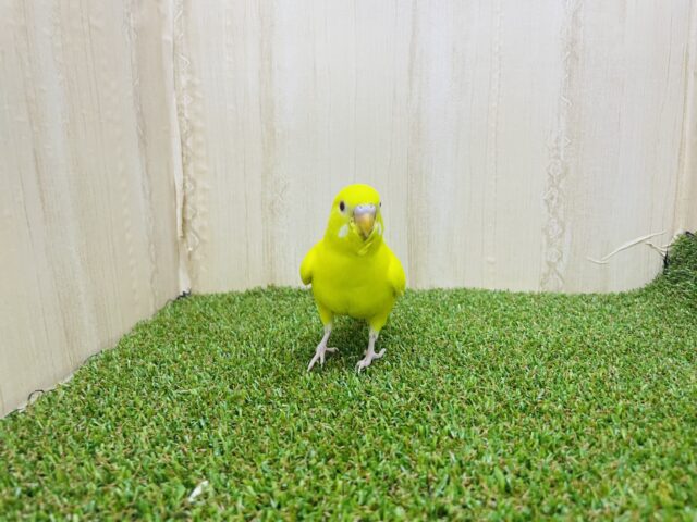 セキセイインコ