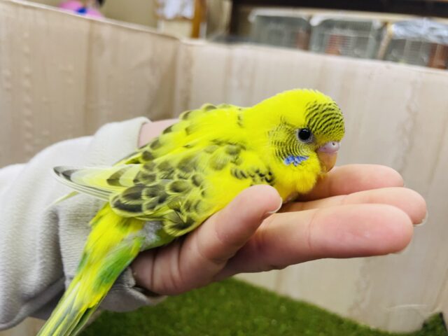 セキセイインコ