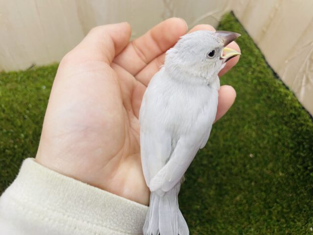 シルバー文鳥