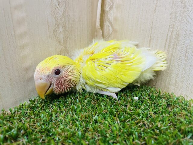 コザクラインコ（小桜インコ）