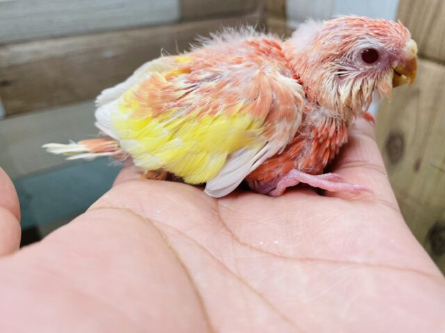 アキクサインコ（秋草インコ）