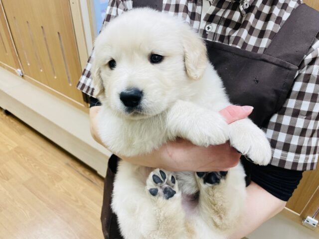 ゴールデンレトリバー