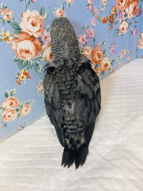 サザナミインコ