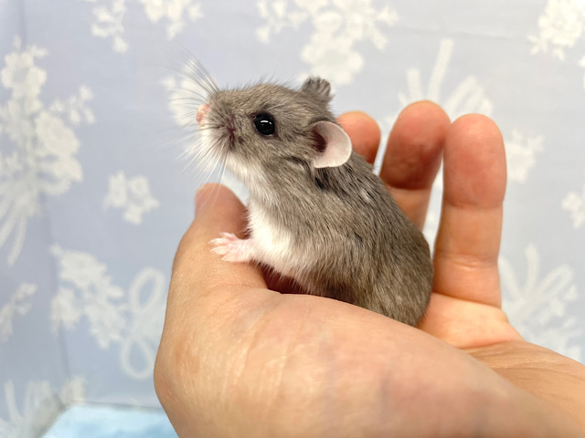 ロボロフスキーハムスター