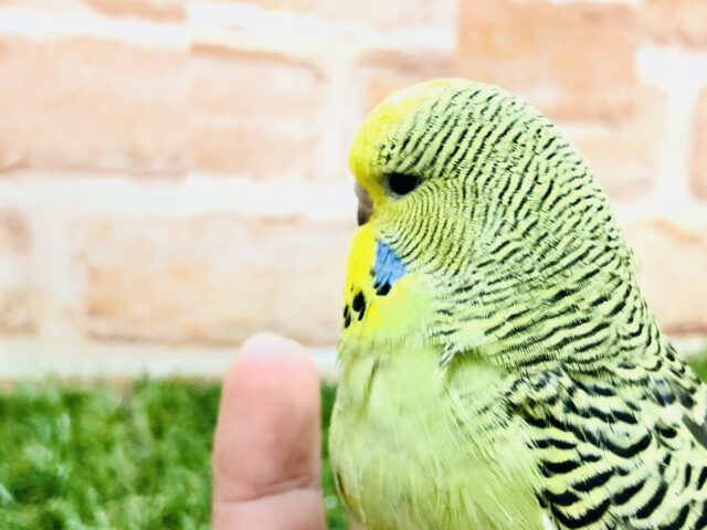 ジャンボセキセイインコ