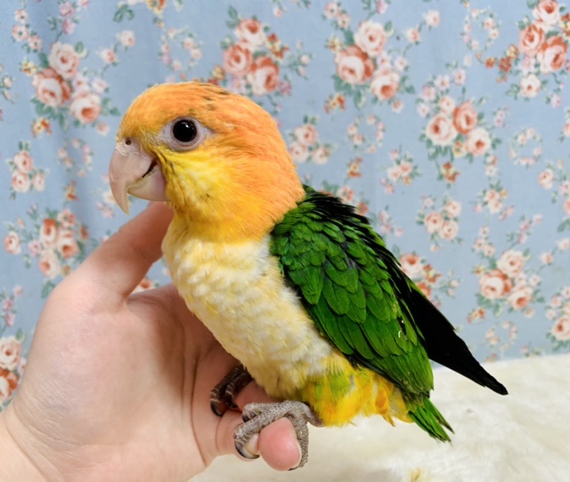 シロハラインコ
