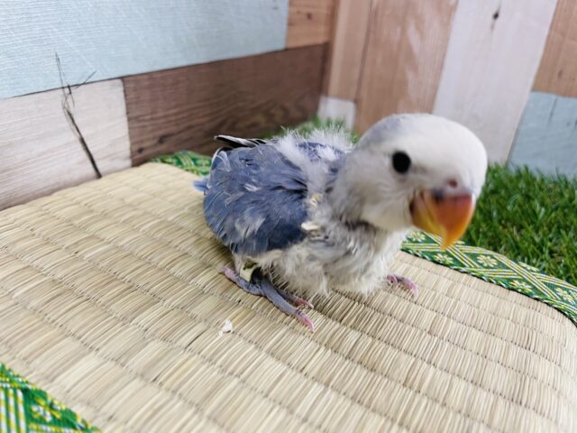 コザクラインコ（小桜インコ）