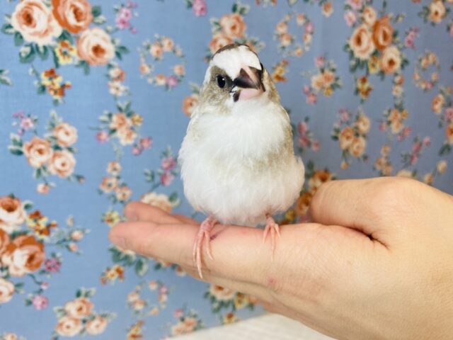 十姉妹（ジュウシマツ）