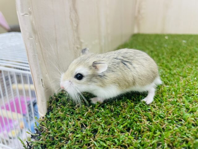 ロボロフスキーハムスター