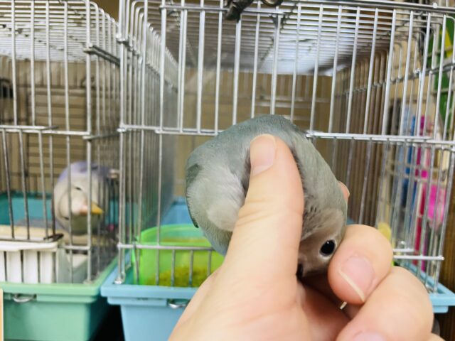 コザクラインコ（小桜インコ）