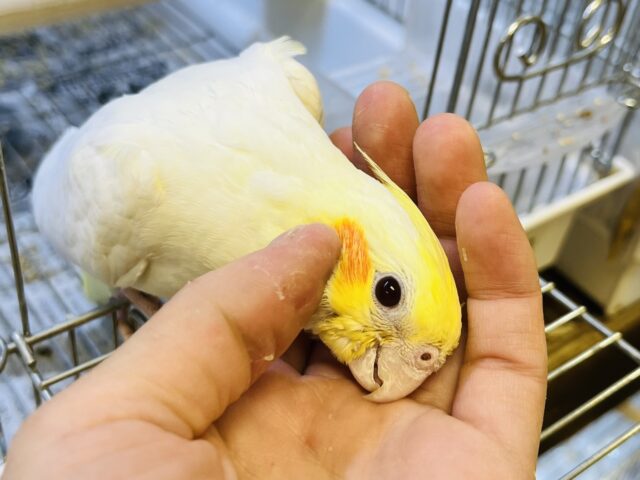 オカメインコ
