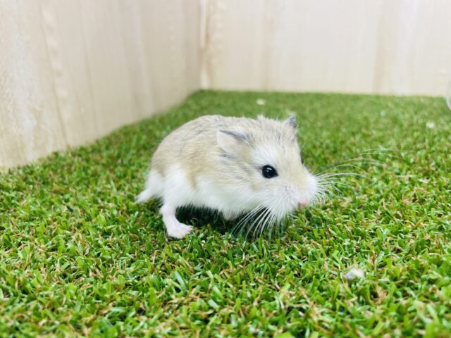 ロボロフスキーハムスター