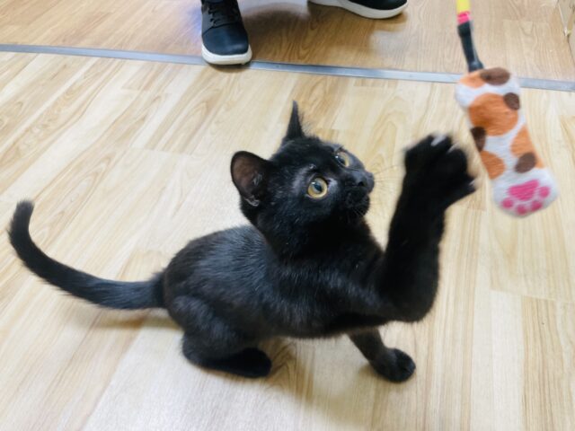 スコティッシュフォールド