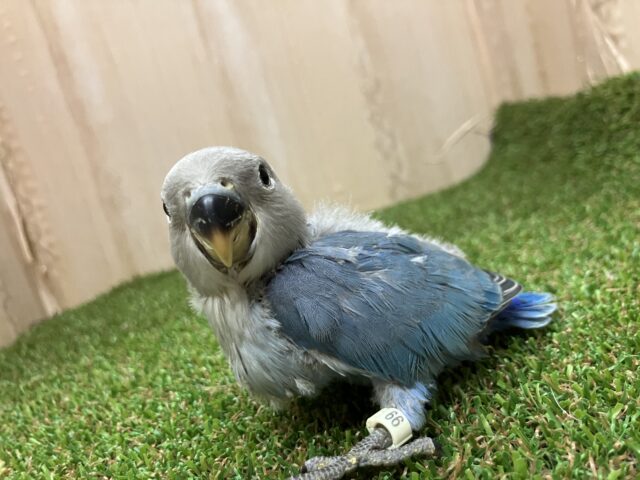 コザクラインコ（小桜インコ）